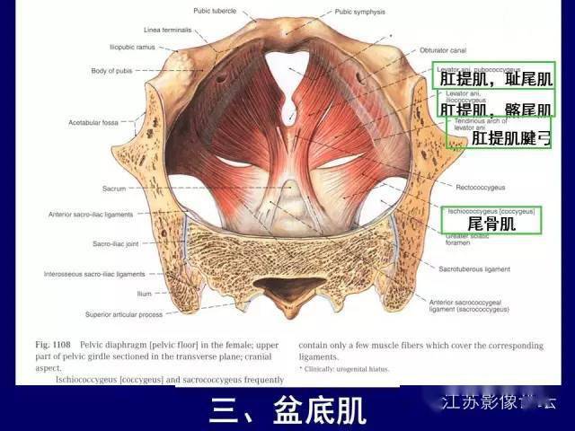 男性盆部斷層解剖圖譜