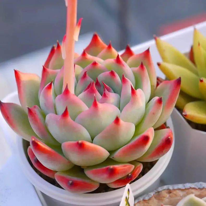 夏型种多肉清单来了它们夏季不休眠千万别断水