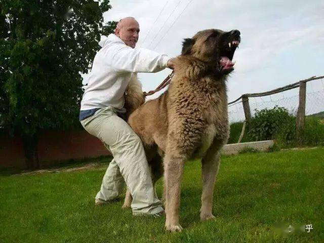 盘点世界猛犬狗中最强称霸一方你认识几个