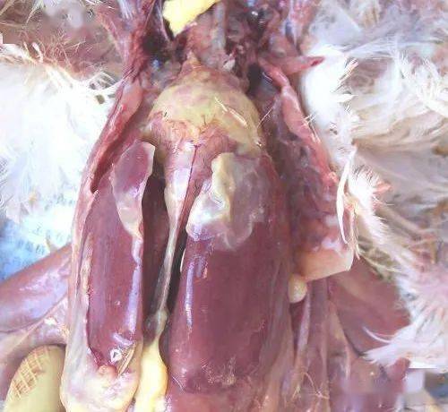 在临床治疗中,经常遇到这种情况,解剖病死鸡一看包心包肝,就赶紧用