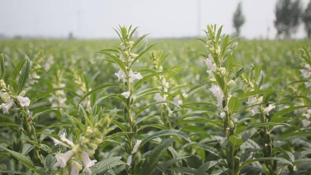 芝麻开花节节高今后的日子更美好