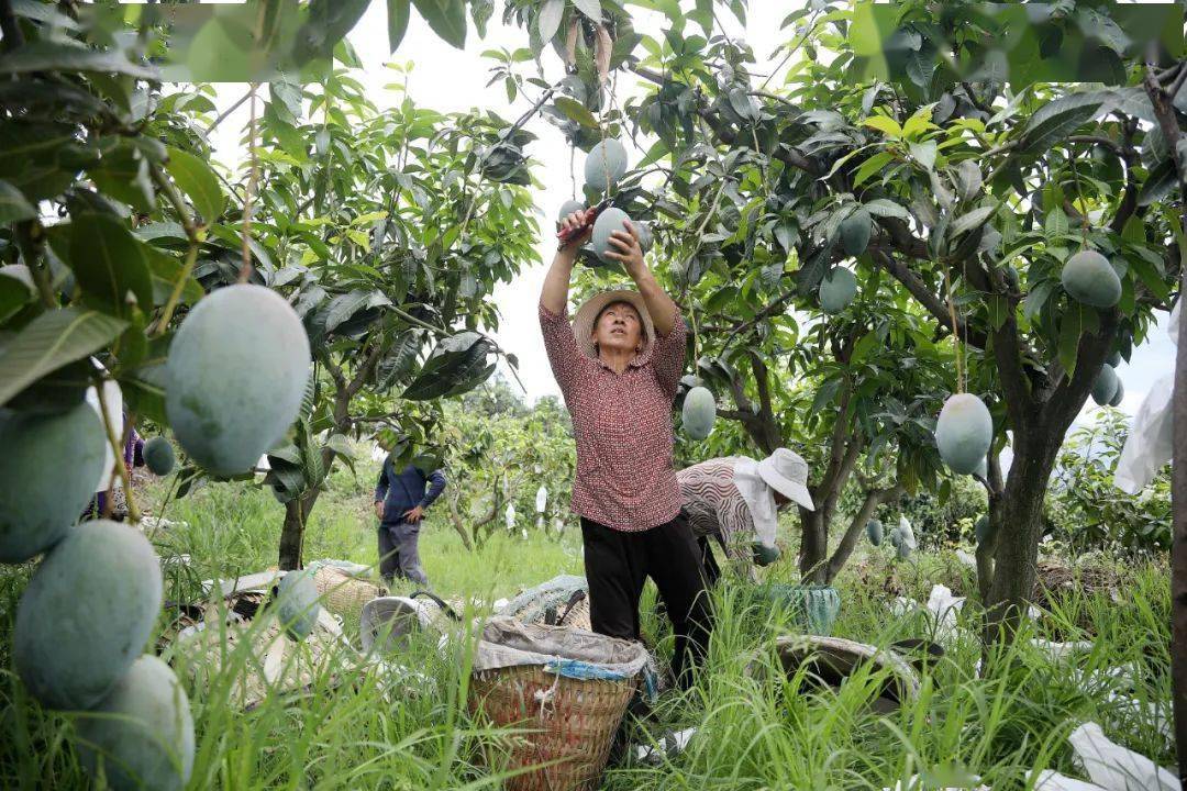 正在采摘芒果的村民罗世湘讲述,外地客商已将自家半山腰的芒果林全部