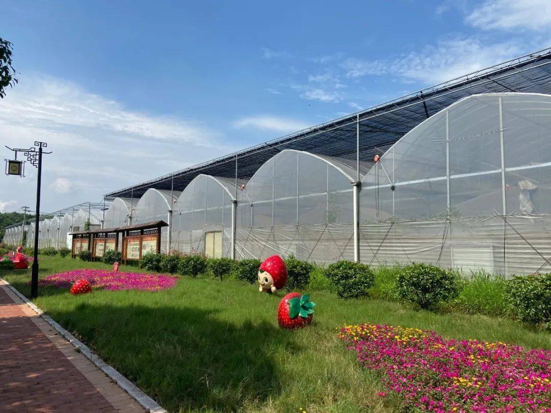 世业洲四季春高架草莓大棚一步步的成长都有糜林留下来的足迹.