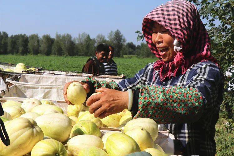 开鲁县:电报局村的瓜田喜事