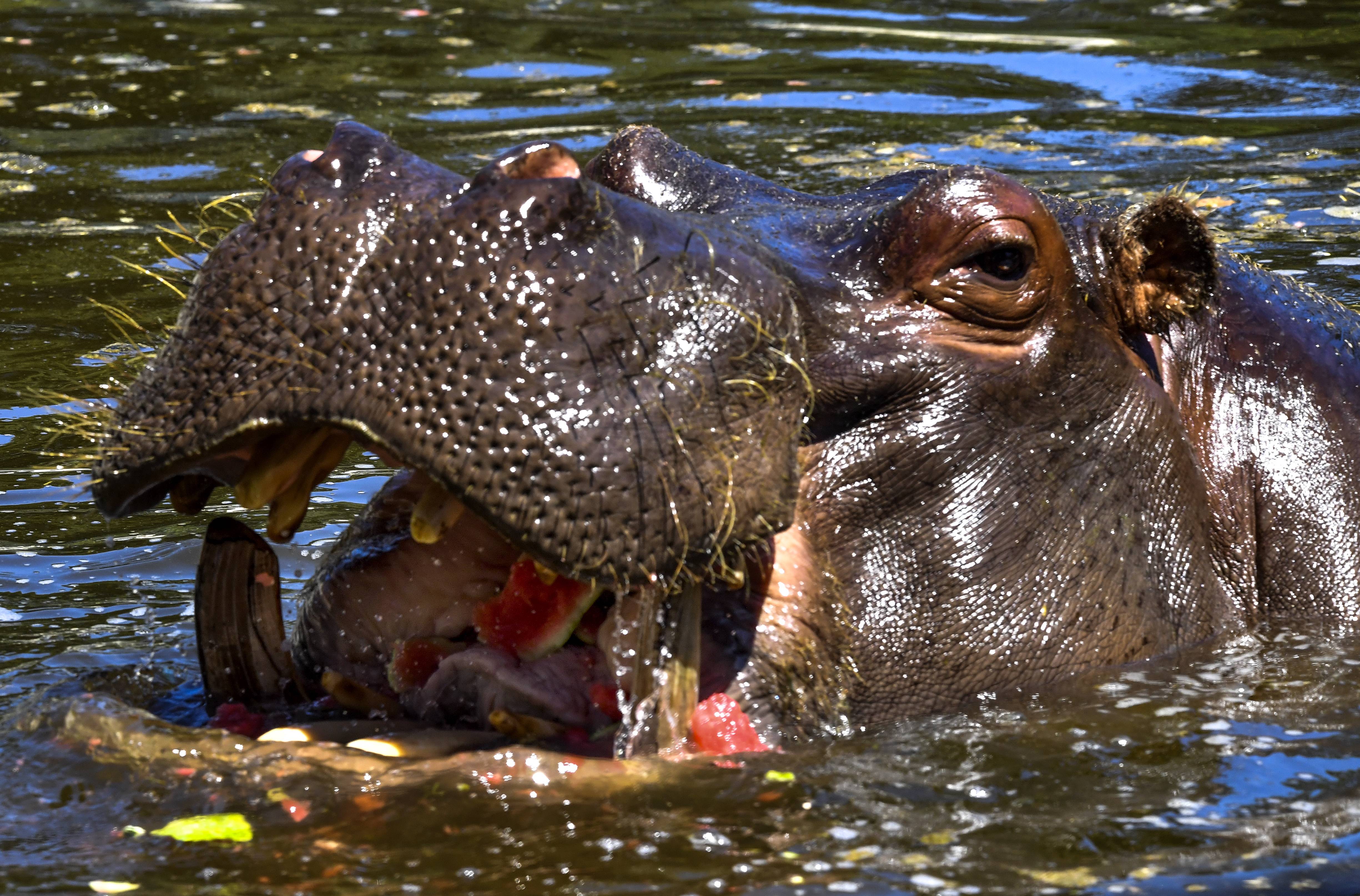 7月30日,在北马其顿斯科普里动物园,一头河马在水中吃西瓜