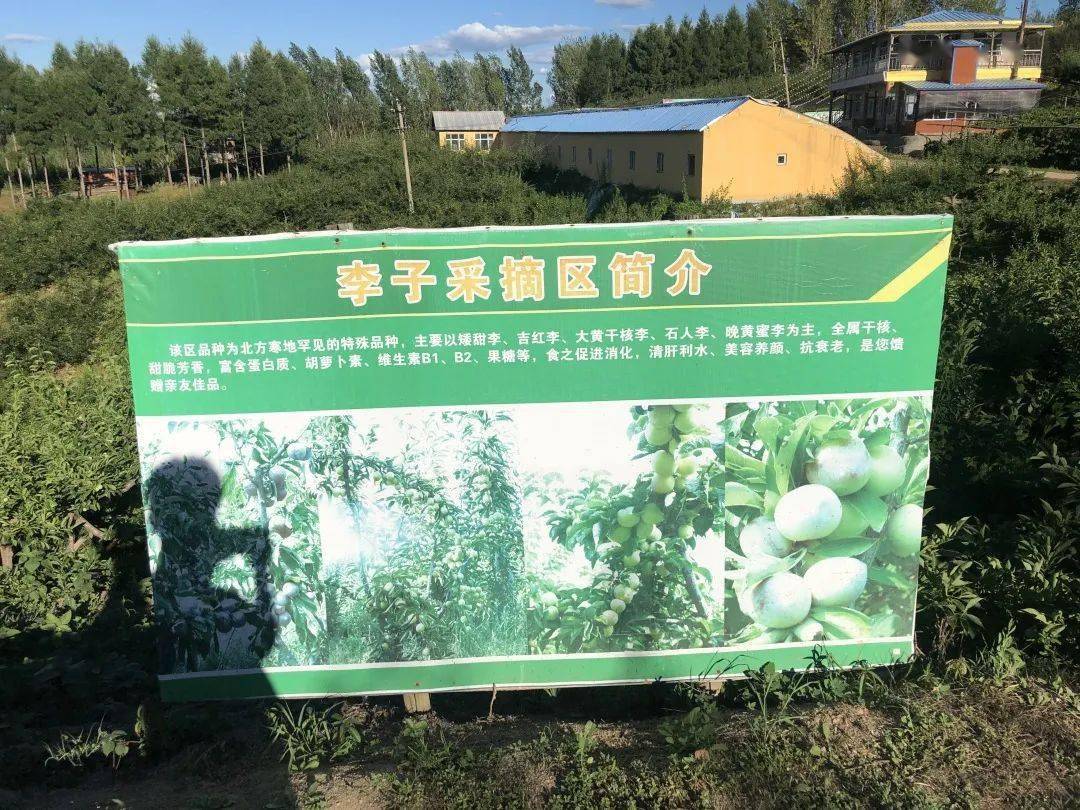 延寿县玫瑰香葡萄种植基地当地的果园栽种了各种水果,包括红叶李,玫瑰