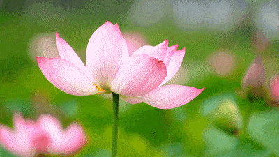 生如夏花走去安州赏花