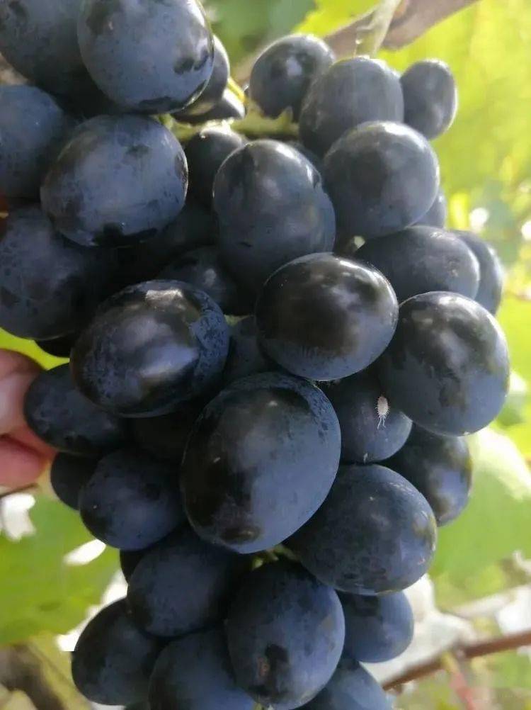 "夜郎湖" 紫王葡萄口感脆爽香甜,具有淡淡的玫瑰香味,令人百吃不厌.
