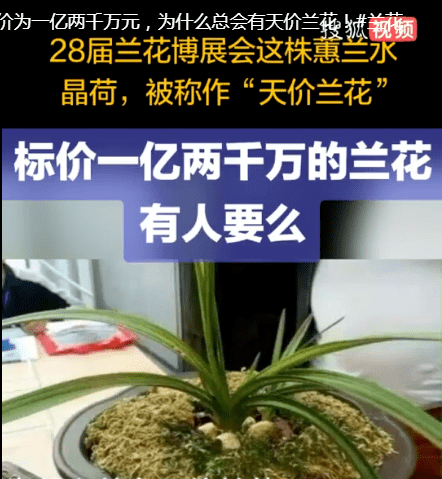 兰花价格表图片