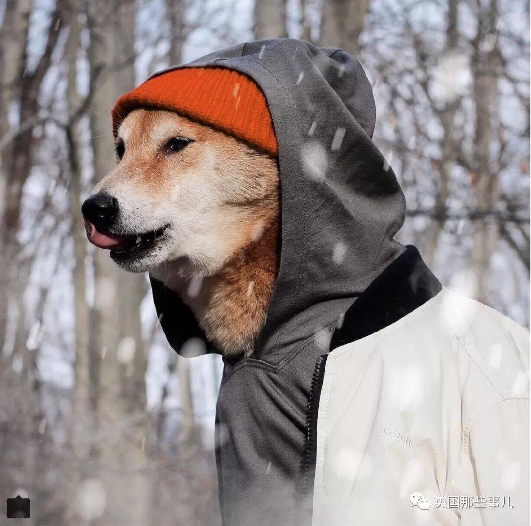 这个被称为"男装狗"的柴犬,各种穿衣风格都能完美驾驭_bodhi