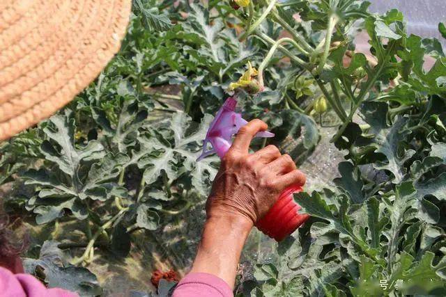 用氯吡脲"对瓜",讲究真多!这些问题一定要重视!_西瓜