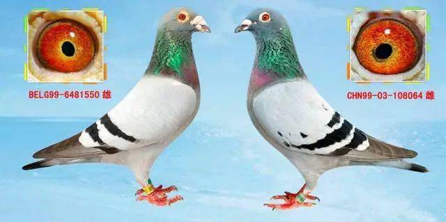 黄金配对大公开,詹森,胡本与什么鸽系最合适!