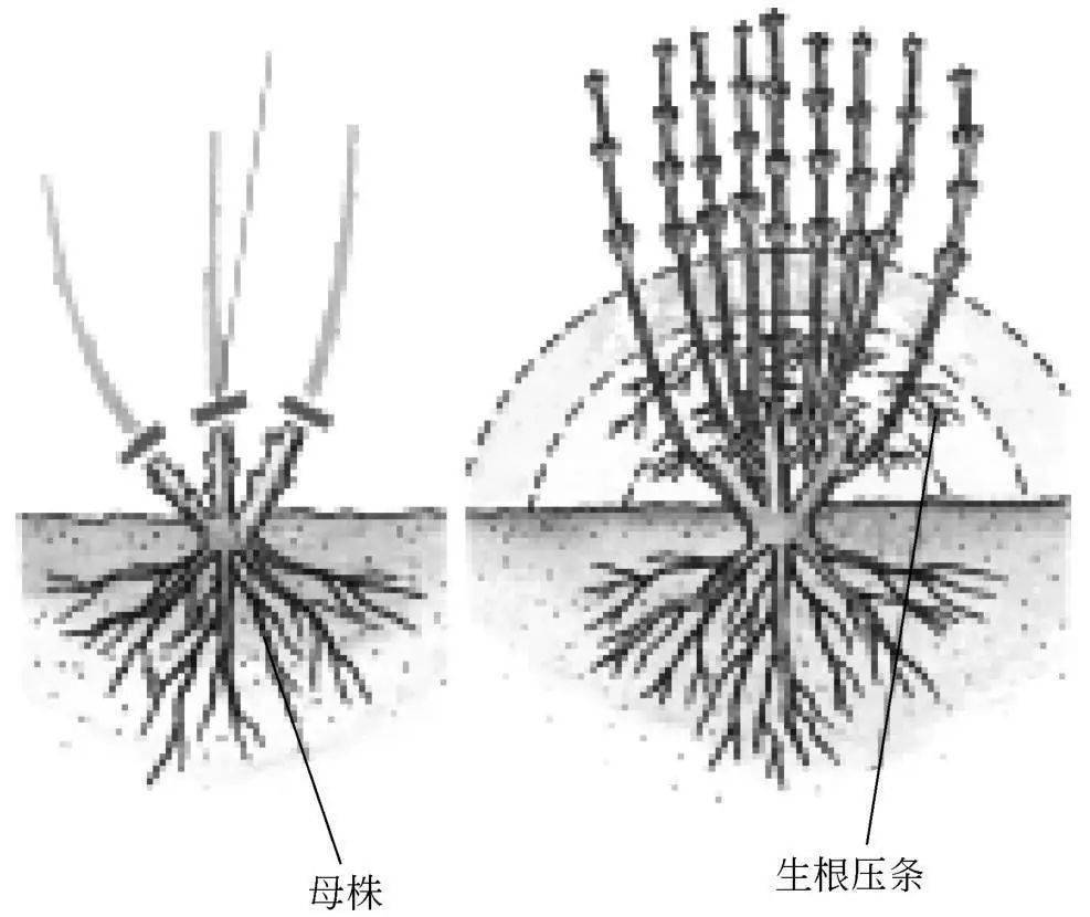 有一种繁殖法是万能的,它叫压条繁殖法,五种方式可供你选择!