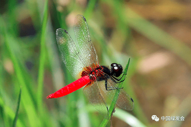 海口发现红腹异蜻!绿会观虫工作组呼吁大力保护昆虫生物多样性