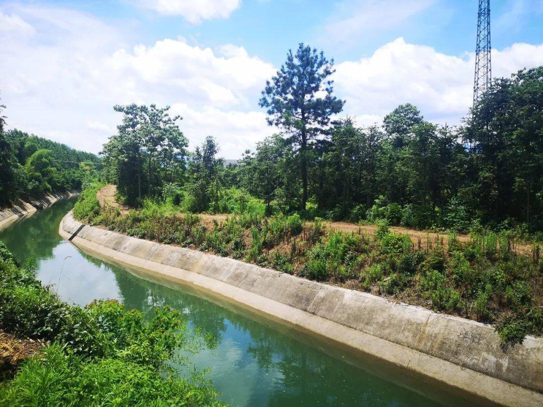 峡口水库首轮放水灌区农田喝上解渴水