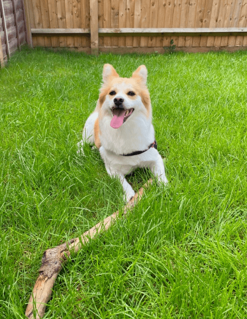 也正因如此,大家都亲切的称狗狗为"棍哥".