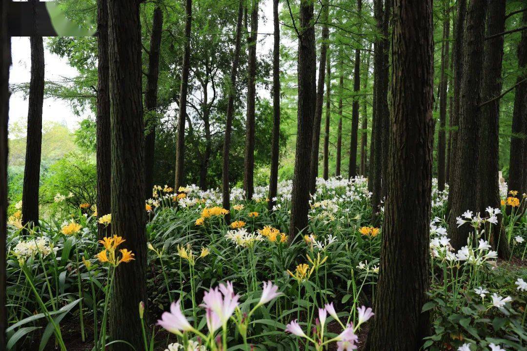 最美石蒜季,看上海植物园如何应用"曼珠沙华"_叶片