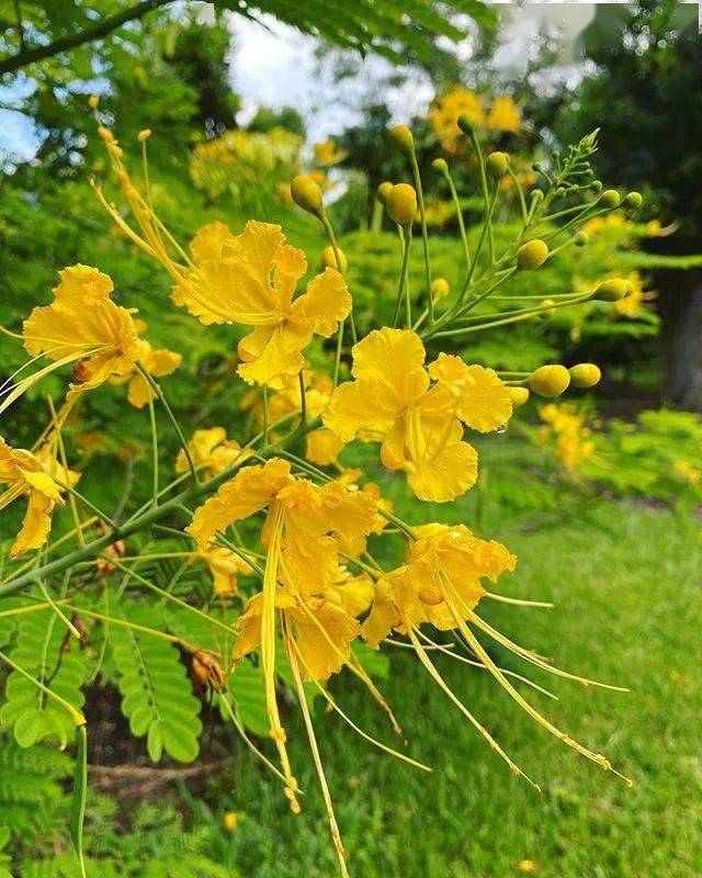 开在树上的凤凰花,却有个很土味的名字——洋金凤