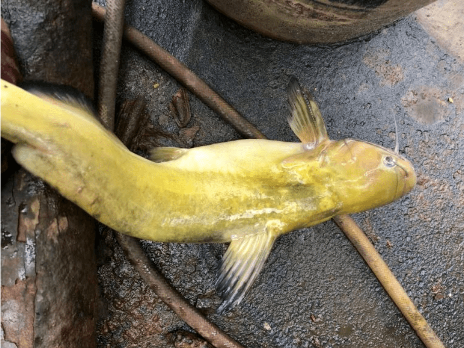 江里钓起巨型黄颡鱼通体金黄半米长,网友:快化龙了