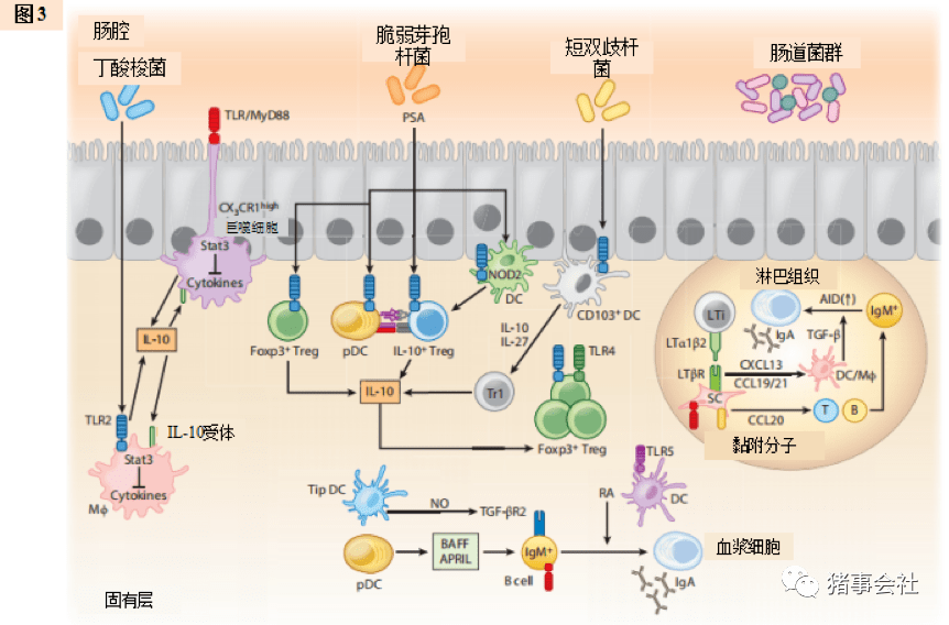 肠道菌群上皮细胞和免疫细胞之间的互作二