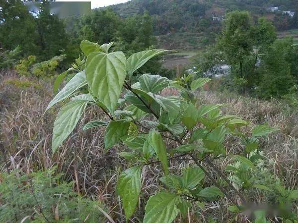 當地人都喊這種植物