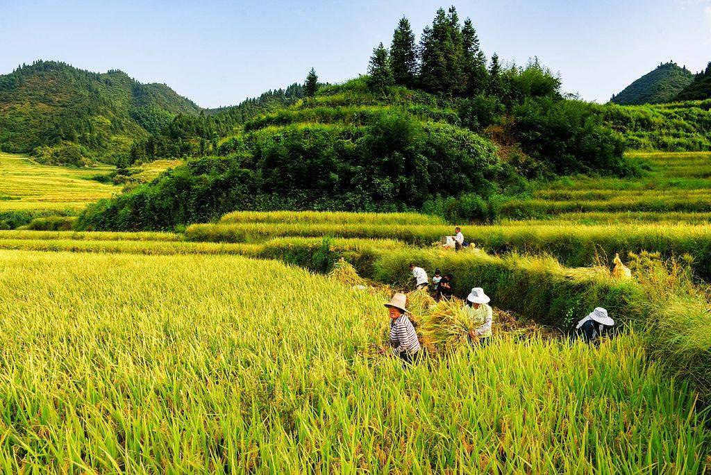 一夜新凉是立秋 丰收硕果时赶赴一场田园盛宴