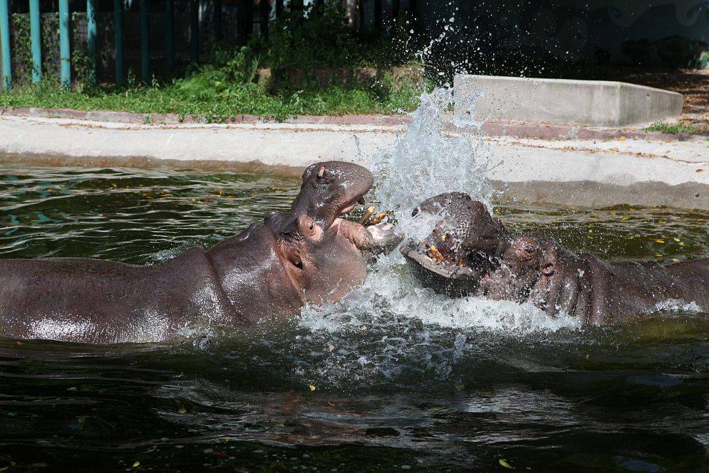 2020年8月4日,重庆,河马在水池里享受清凉.