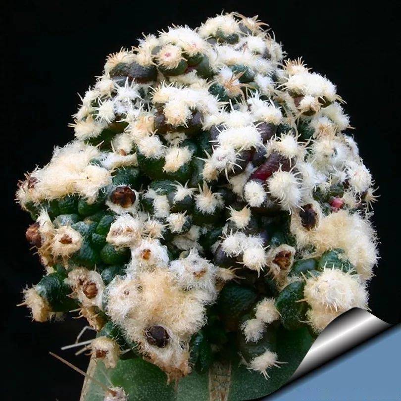 仙人掌园艺的传奇仙人掌科岩牡丹属