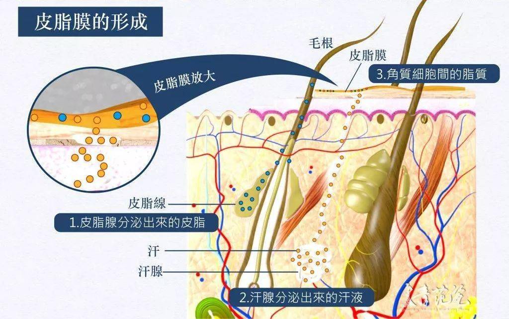 夏季皮肤老出油怎么办?_皮脂腺