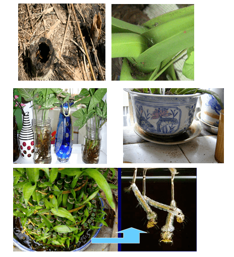 台风降雨您家里有没有养蚊子