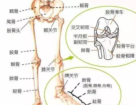 踝管管腔缩小,可能由于外伤等引起的;踝管内组织过多,可能先天性解剖