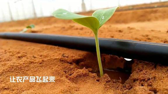 以色列滴灌技术近距离实拍节水高效高产