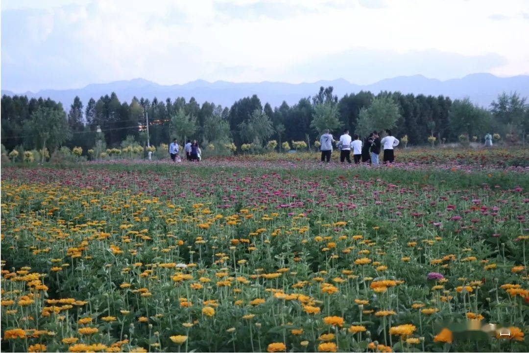 青山綠水金昌市永昌縣武當花海惹人醉