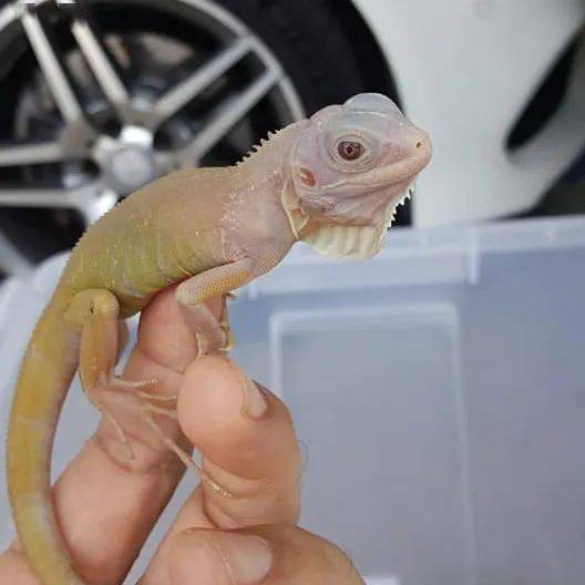 这种被称为"灭霸"的紫灰体色绿鬣蜥,到底是新基因还是新品系?