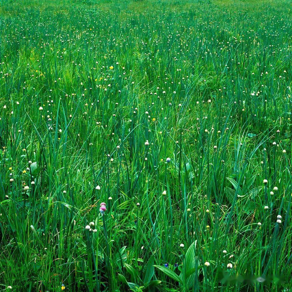 三江平原湿地生态文化季湿地植物摄影作品庄艳平