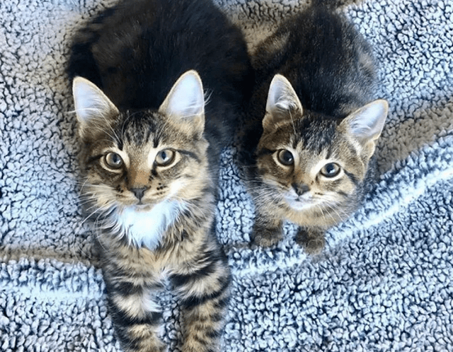 居然连续捡到三只狸花猫,事后恍如大悟,原来自己捡的是一家三口!