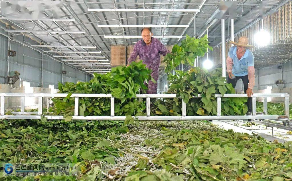 种桑养蚕是大章村的主要产业