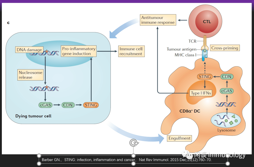 sting:天然免疫新核心,免疫治疗新靶点