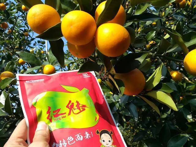 「柑橘·优品」芳甸红魅:促进叶绿素合成,加快糖分向果实转运