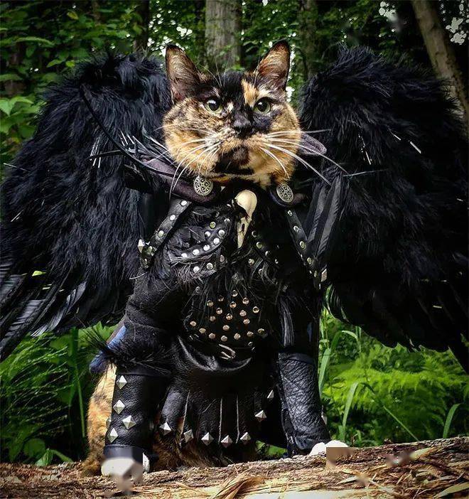 身披盔甲的霸气喵星人