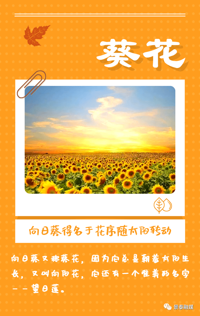 金秋八月,来自景泰的真情告白
