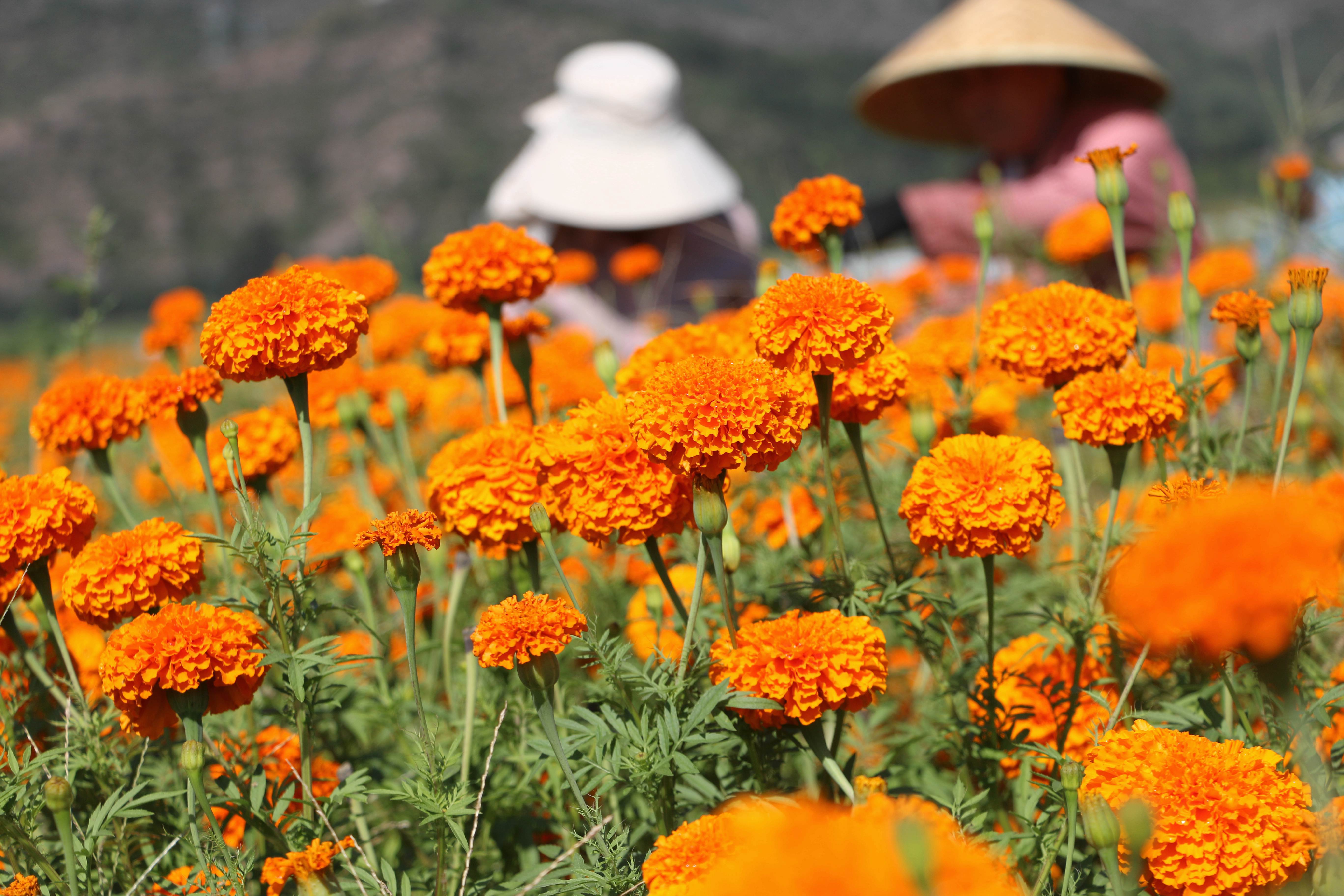 河北承德:万寿菊飘香 农民采摘忙