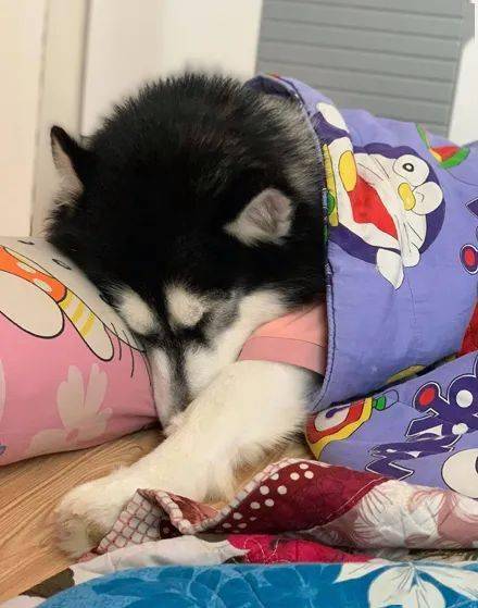 网友一直让狗子在床上睡觉,结果长大后就有了这画面,太萌了!_模样