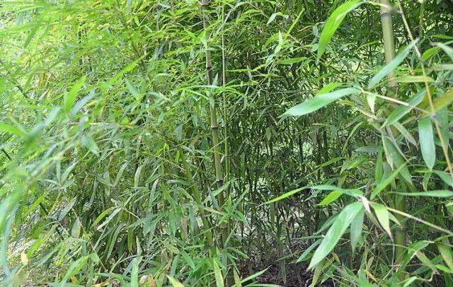 竹种类水竹