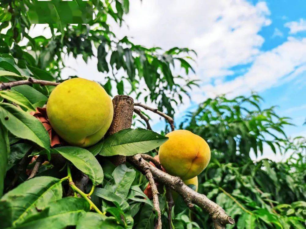 苏小民带你吃走进苏州镇湖黄桃果园为你摘下整个夏天尝鲜价118元