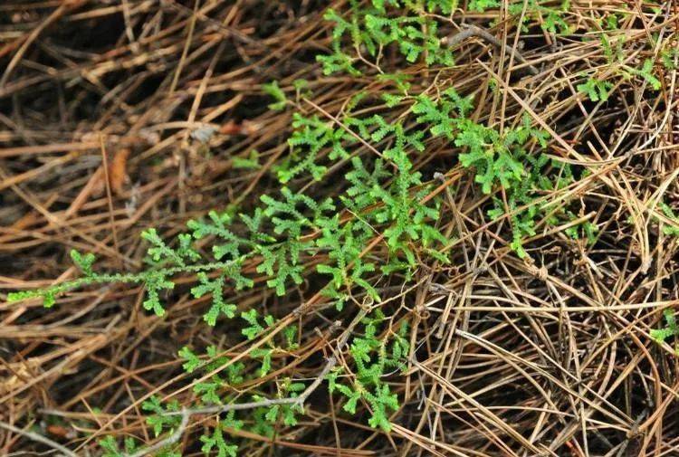 03,旱生卷柏selaginella stauntoniana墊狀卷柏與卷柏性狀極為相近,其