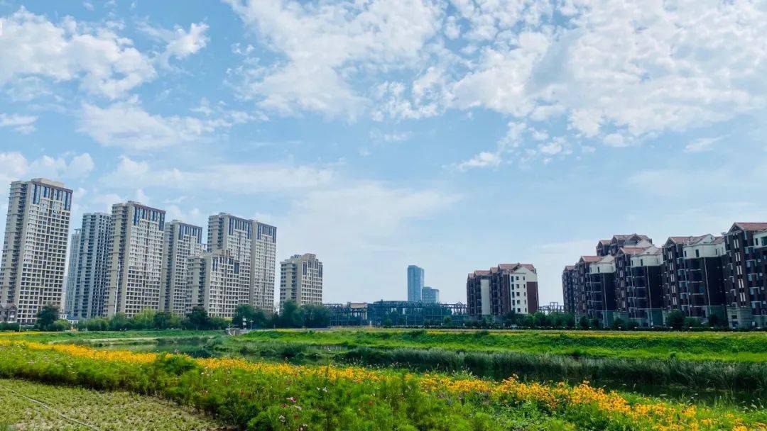 荒地变花海西青区中北镇南运河两岸花田项目对外开放