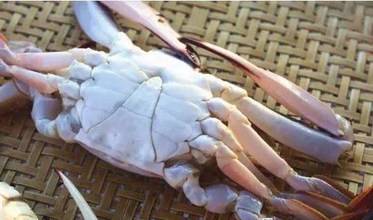 舟山梭子蟹大量上市牢记6个小窍门挑出又肥又好吃的梭子蟹