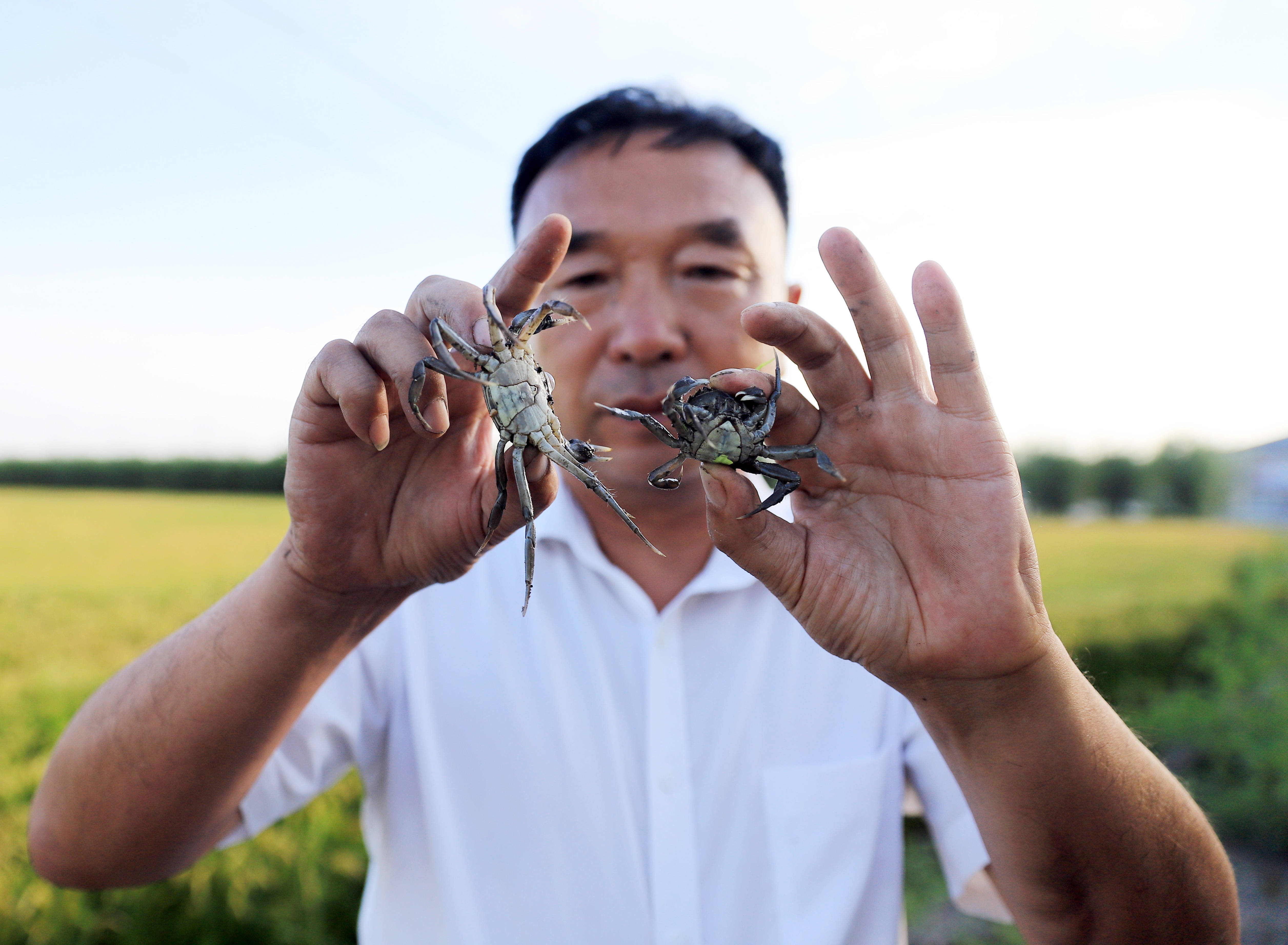 8月12日,春华村党支部书记董为春展示从水稻田中捕捞的稻田蟹.