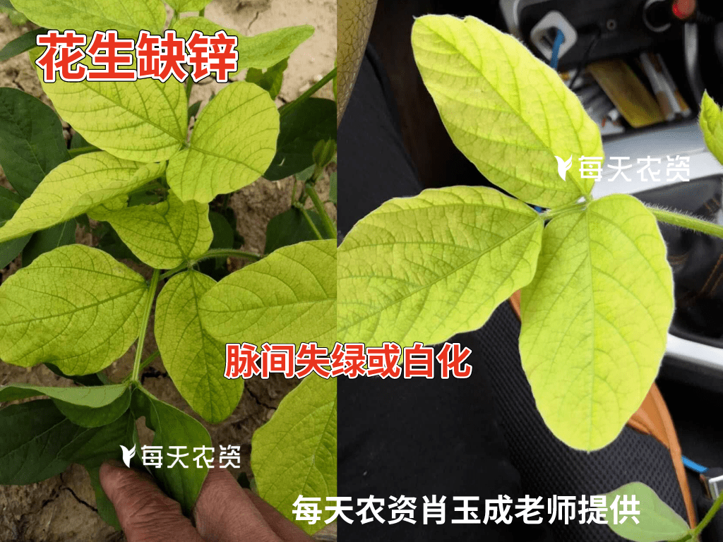 危害表现:植物缺锌时,生长受抑制,尤其是节间生长严重受阻,并表现出
